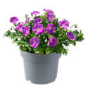 Afbeelding van VP Geranium P19 frivolius rose